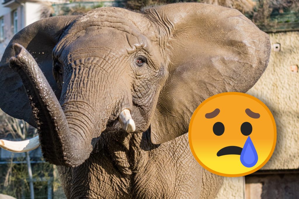 Elefanten-Baby wohl tot, Mutterkuh Heri (47) «in kritischer Verfassung»