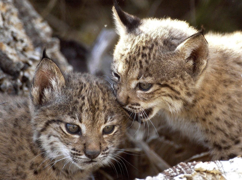 Tierpark Lange Erlen hofft auf baldigen Luchs-Nachwuchs