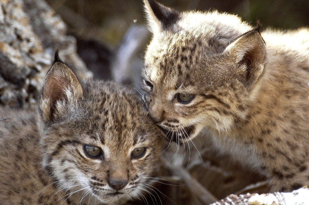 Tierpark Lange Erlen hofft auf baldigen Luchs-Nachwuchs