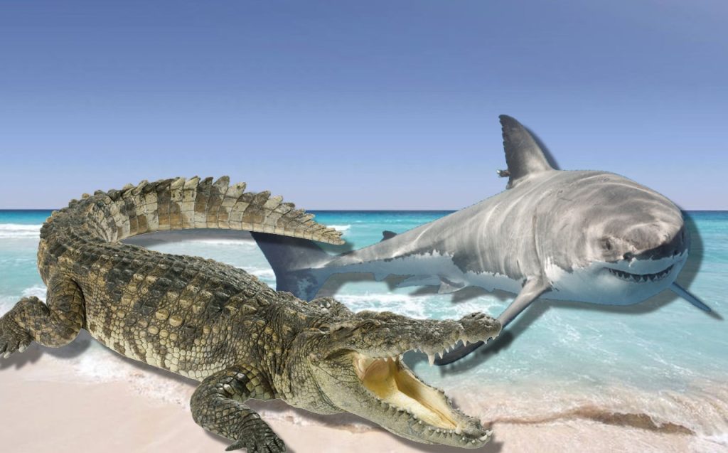 Hai oder Krokodil? Mann an Strand in Mexiko totgebissen