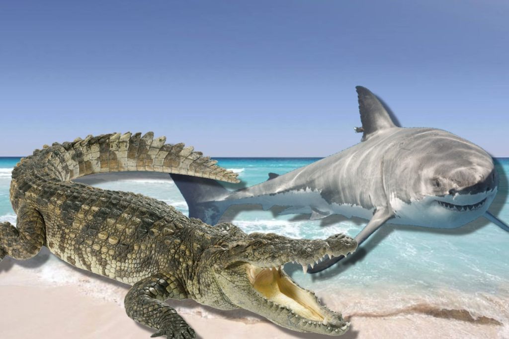 Hai oder Krokodil? Mann an Strand in Mexiko totgebissen