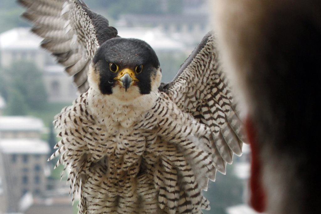 Falkenvergifter ist vor Gericht geständig