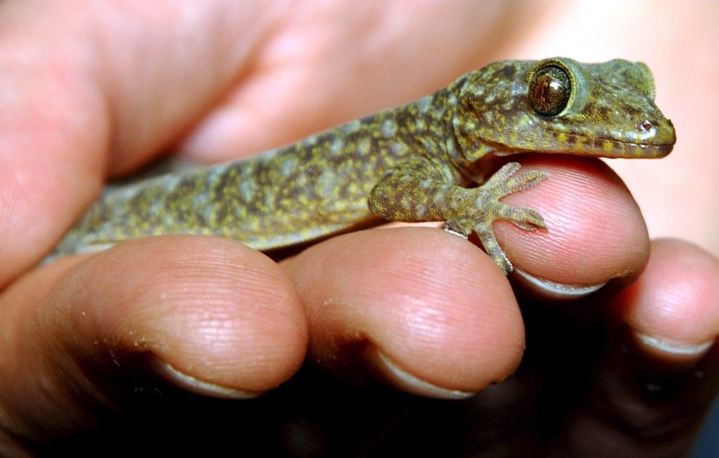 Klein aber oho: Der Gecko wird Zootier des Jahres