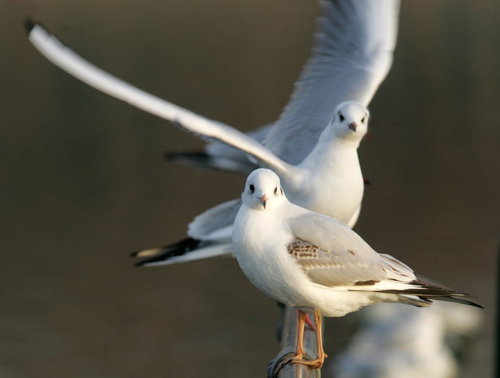 Lachmöwen «snacken» aus dem Abwasser an der Schifflände