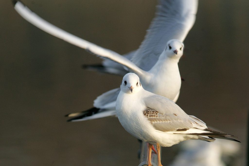 Lachmöwen «snacken» aus dem Abwasser an der Schifflände