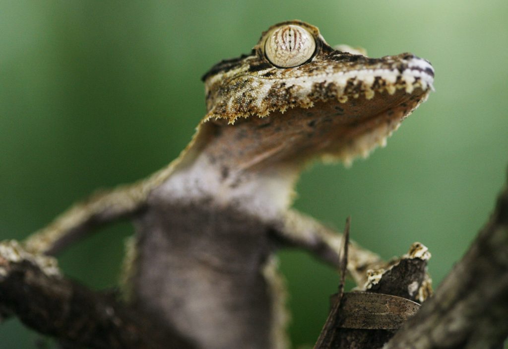 Klein aber oho: Der Gecko wird Zootier des Jahres