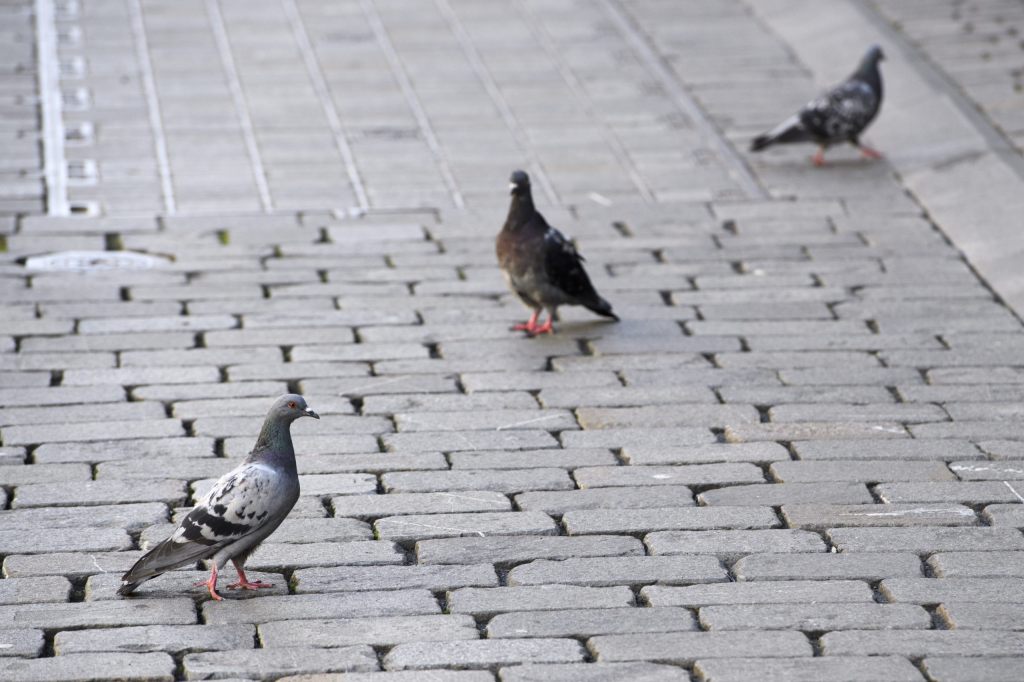 «Viele unzufriedene Bürger»: Über 3’000 Unterschriften für Tauben-Initiative
