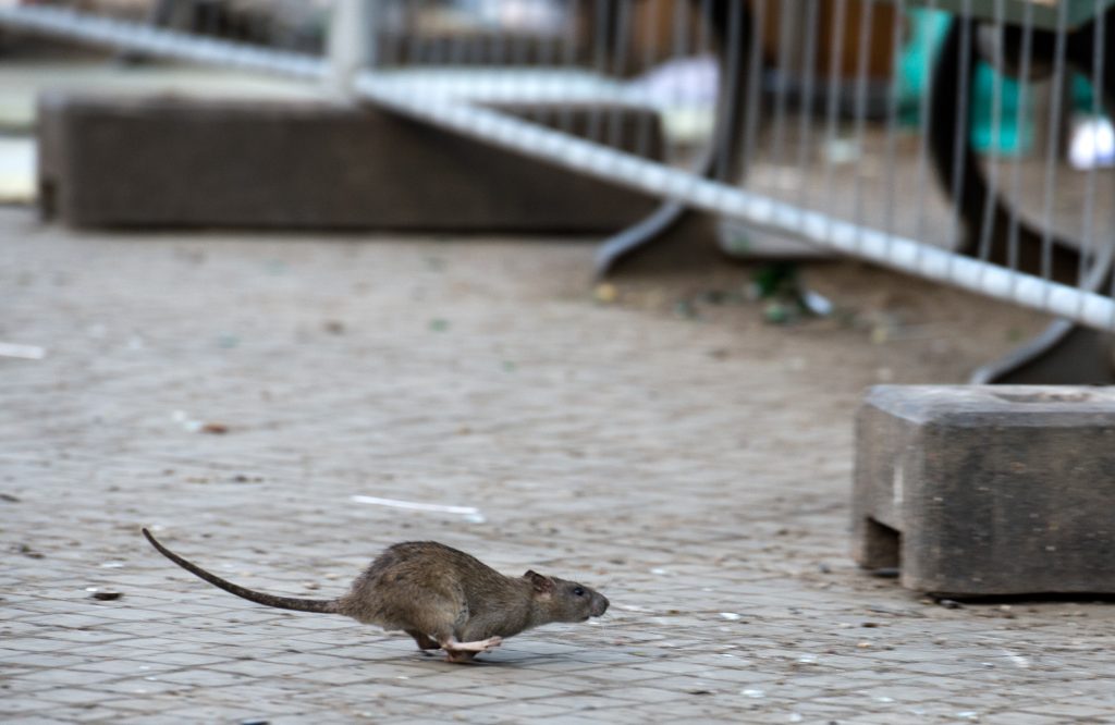 Ratten sind einer neuen Studie zufolge hilfsbereit
