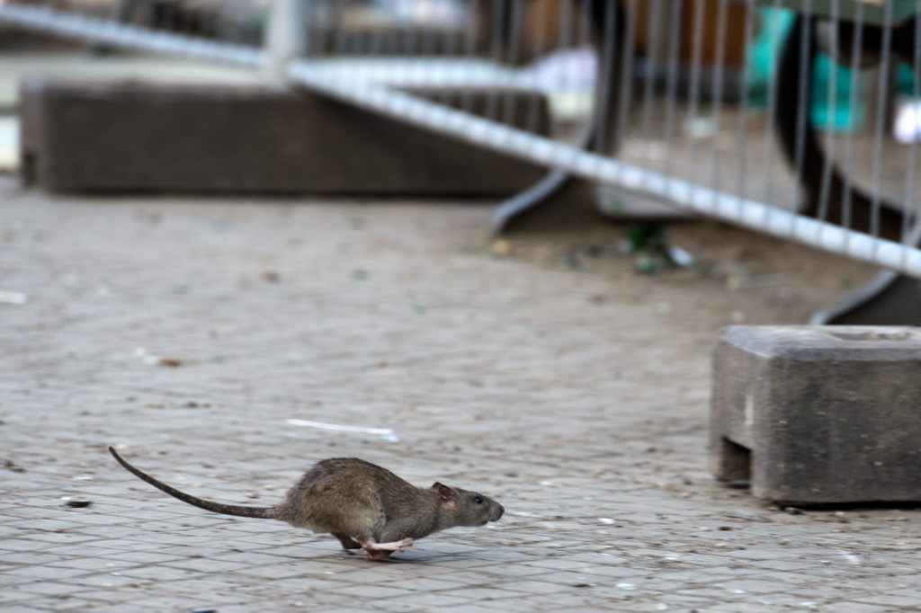 Ratten sind einer neuen Studie zufolge hilfsbereit