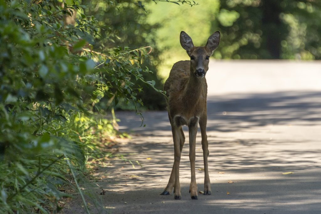 Die Umsiedlung der Hörnli-Rehe geht weiter