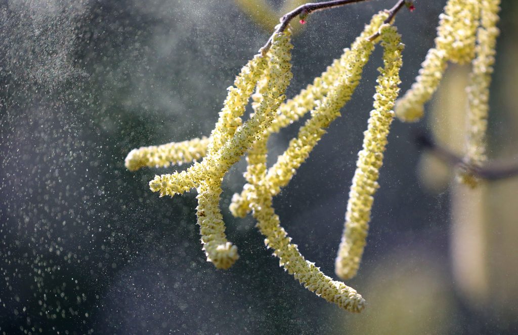 Start der Pollensaison: Erste Haselpollen im Anflug