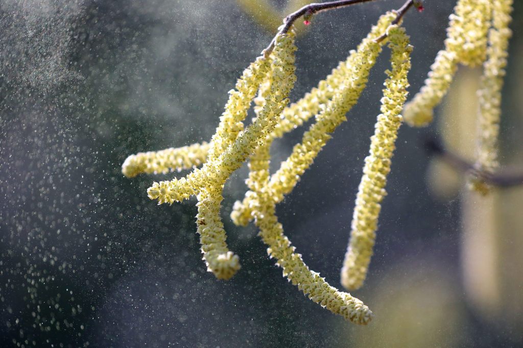 Start der Pollensaison: Erste Haselpollen im Anflug