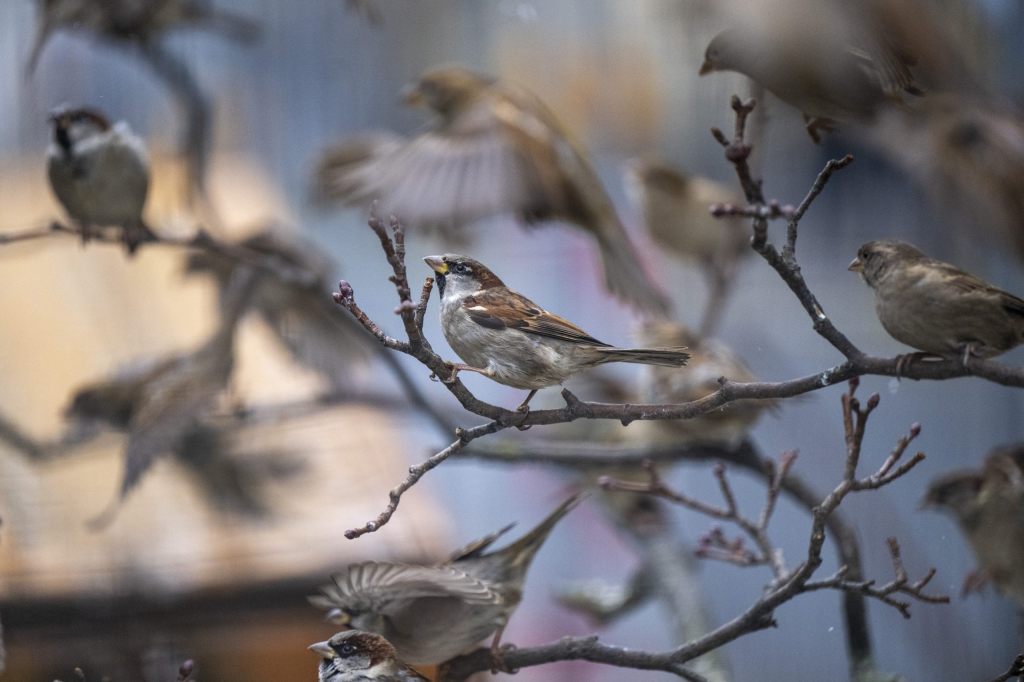 Diese Vögel besuchen deinen Garten am häufigsten