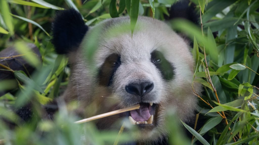 Dank Artenschutzmassnahmen gibt es wieder mehr wildlebende Pandas