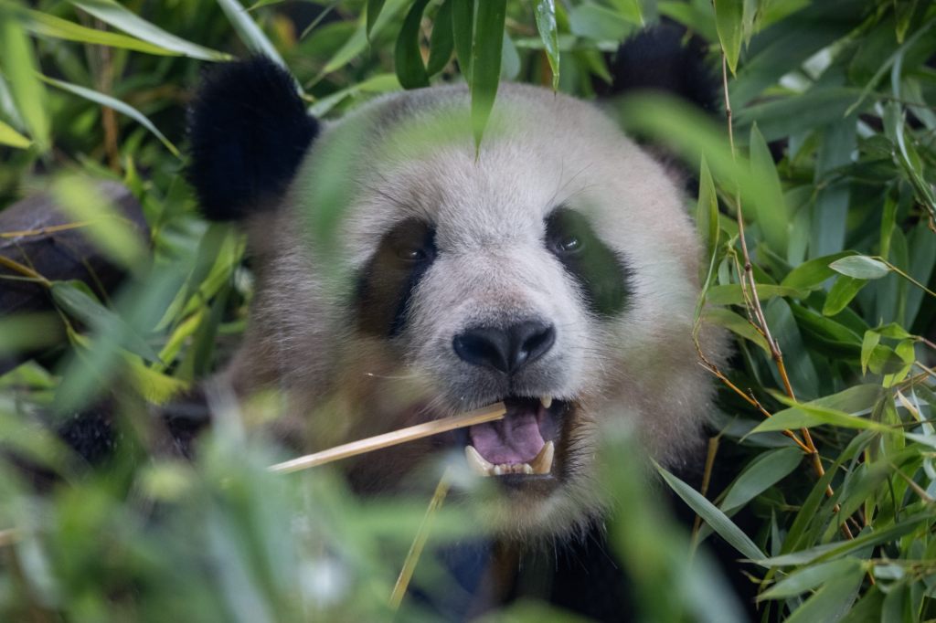 Dank Artenschutzmassnahmen gibt es wieder mehr wildlebende Pandas