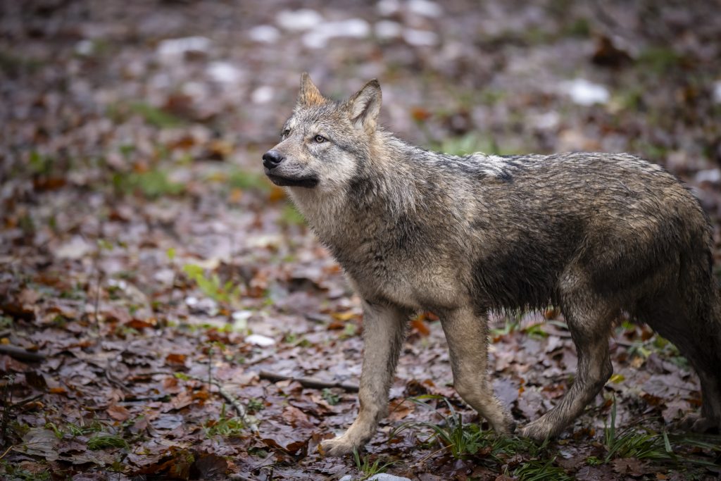 Aufschiebende Wirkung für Wolfsabschuss gilt weiter