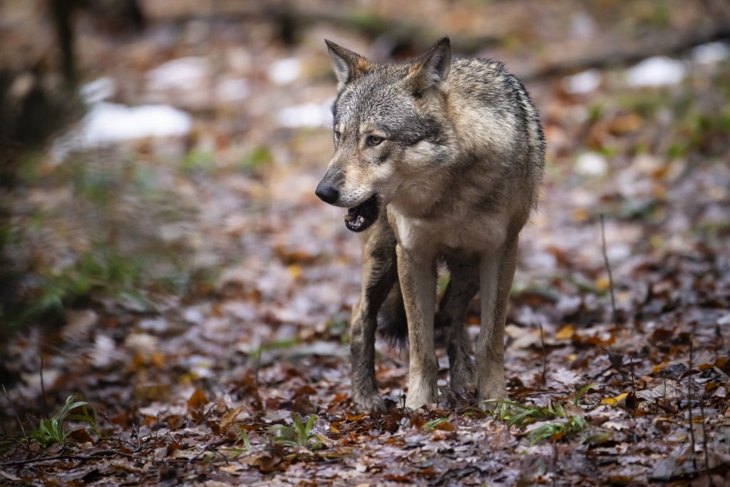 Wallis akzeptiert aufschiebende Wirkung für Wolfsabschüsse