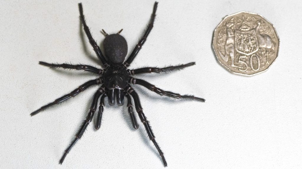 Giftige Rekordspinne in Australien entdeckt