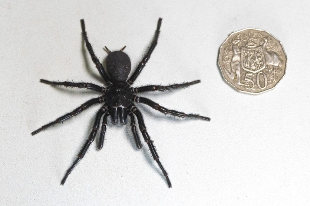 Giftige Rekordspinne in Australien entdeckt