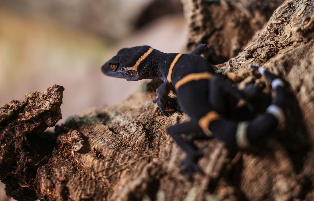 Klein aber oho: Der Gecko wird Zootier des Jahres