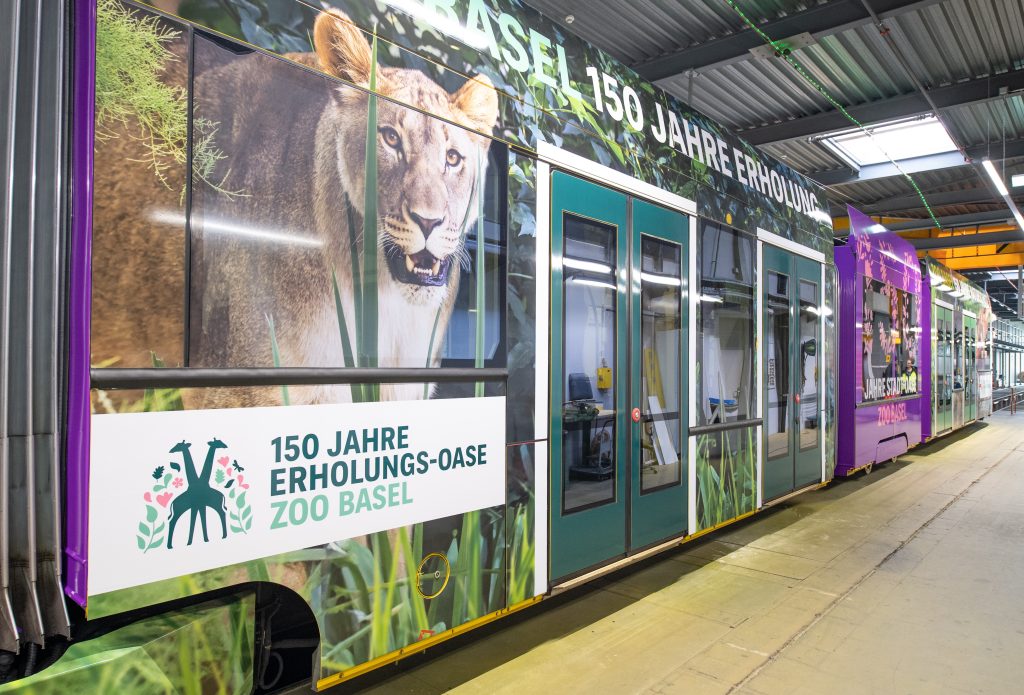 Ab Donnerstag fahren ein Zolli-Drämmli und ein Zolli-Bus durch die Region