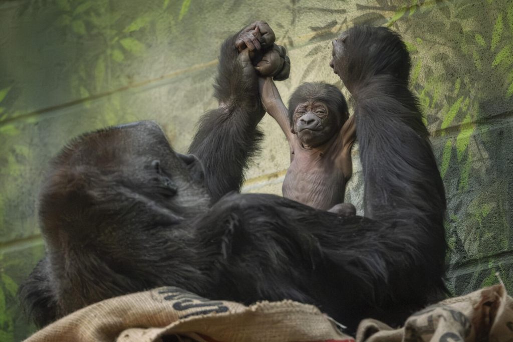 Nachwuchs für bedrohte Gorillas im Londoner Zoo