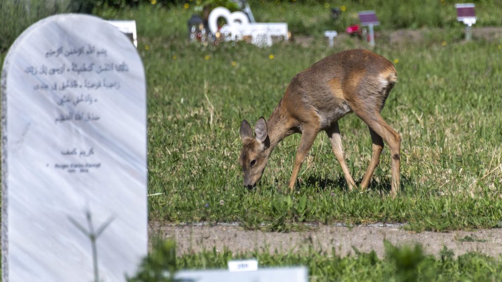 Die Umsiedlung der Hörnli-Rehe geht weiter