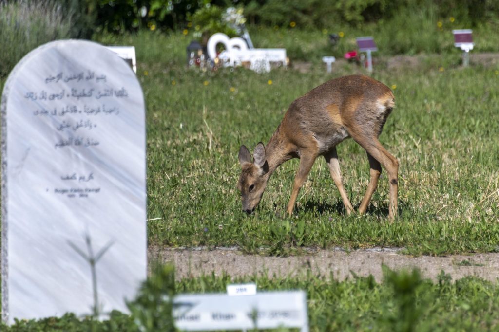 Die Umsiedlung der Hörnli-Rehe geht weiter