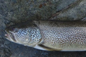 Marmorata-Forelle zum Fisch des Jahres 2024 ernannt