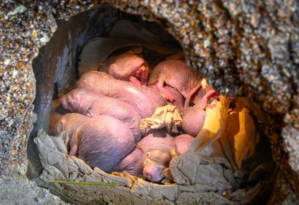 Das musst du dir anschauen! Zürcher Nacktmulle kuscheln gegen die Kälte