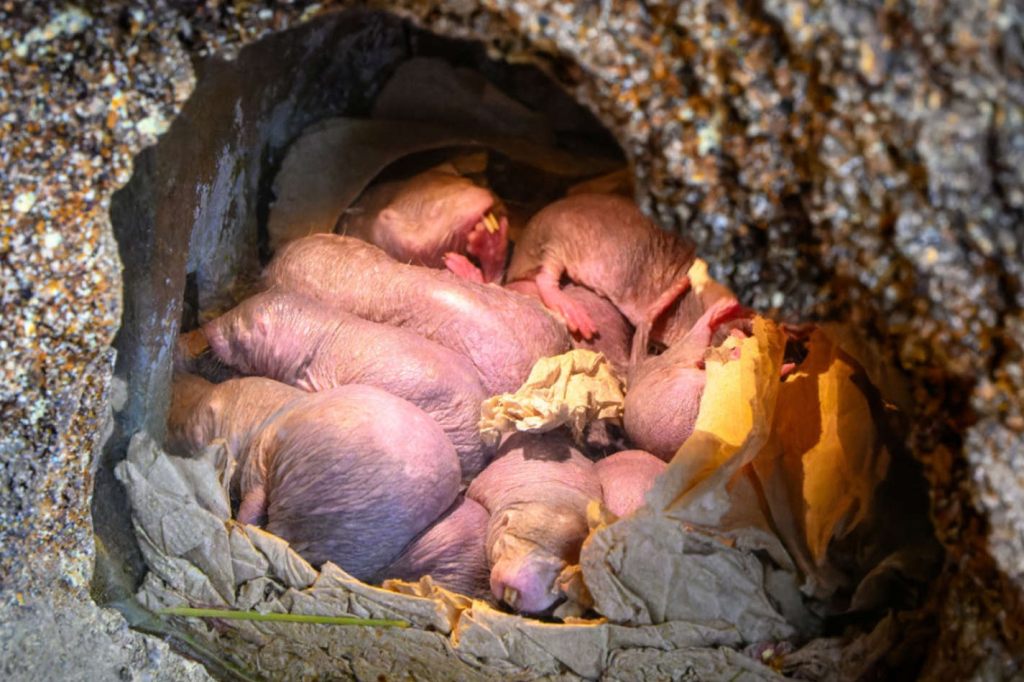 Das musst du dir anschauen! Zürcher Nacktmulle kuscheln gegen die Kälte