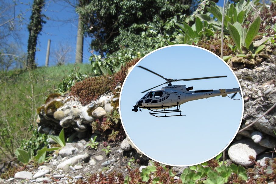 Lebensraum wird aufgewertet: Baumfällungen mit Helikopter am Rheinufer