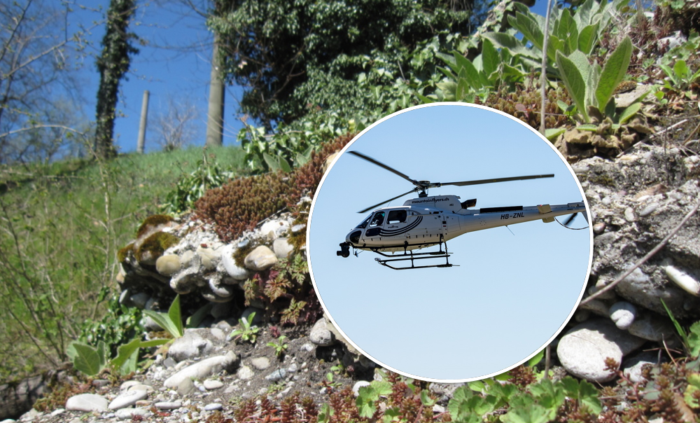 Lebensraum wird aufgewertet: Baumfällungen mit Helikopter am Rheinufer
