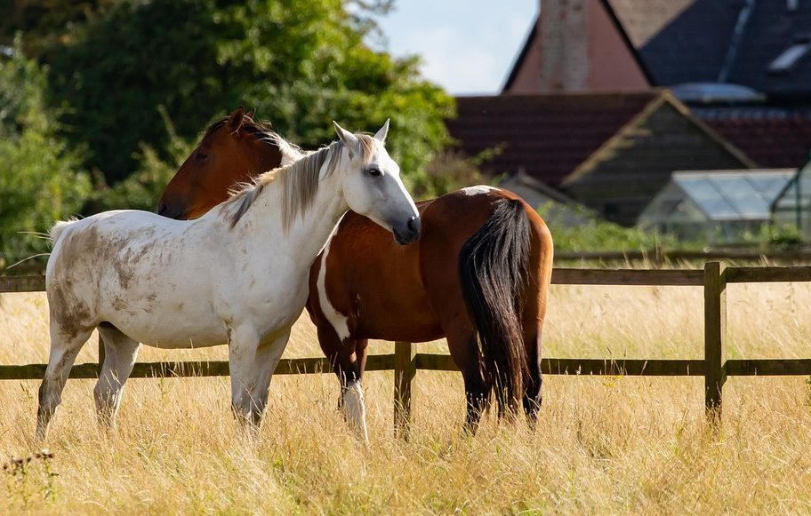 Neue Studie zeigt: Pferde können lernen und kommunizieren