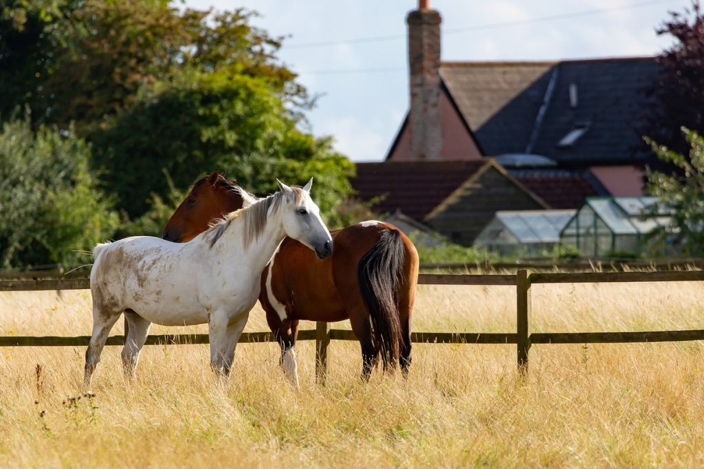 Neue Studie zeigt: Pferde können lernen und kommunizieren