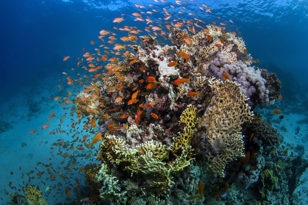 Neue Entdeckung: Hier ist eines der grössten Korallenriffe der Welt