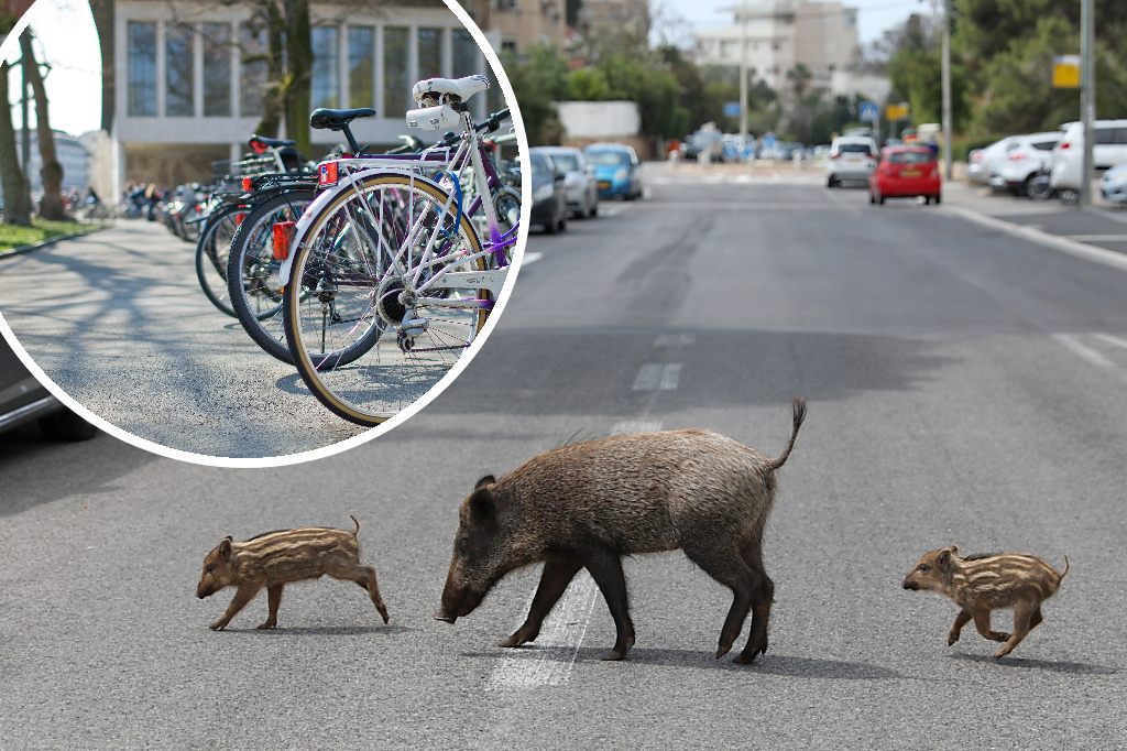 Die Sache mit den Wildschweinen: Bericht benennt Probleme bei den Urban Studies
