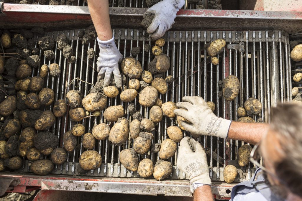 Bald keine Rösti mehr? Nun hält die Kartoffelkrise Einzug