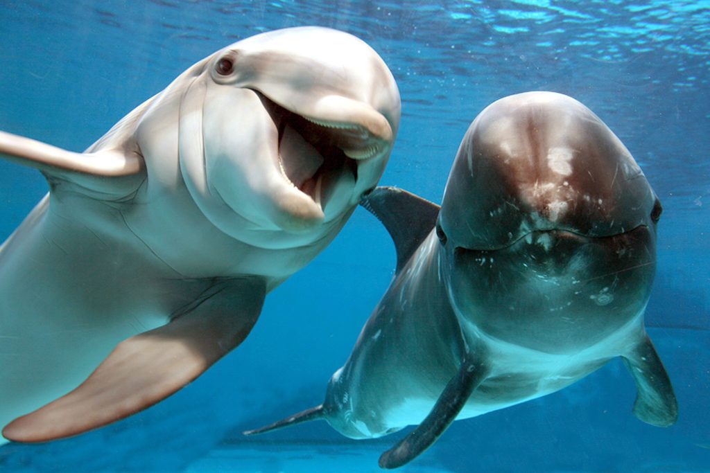 Jedes Jahr werden mehr als 100&#8217;000 Delfine getötet
