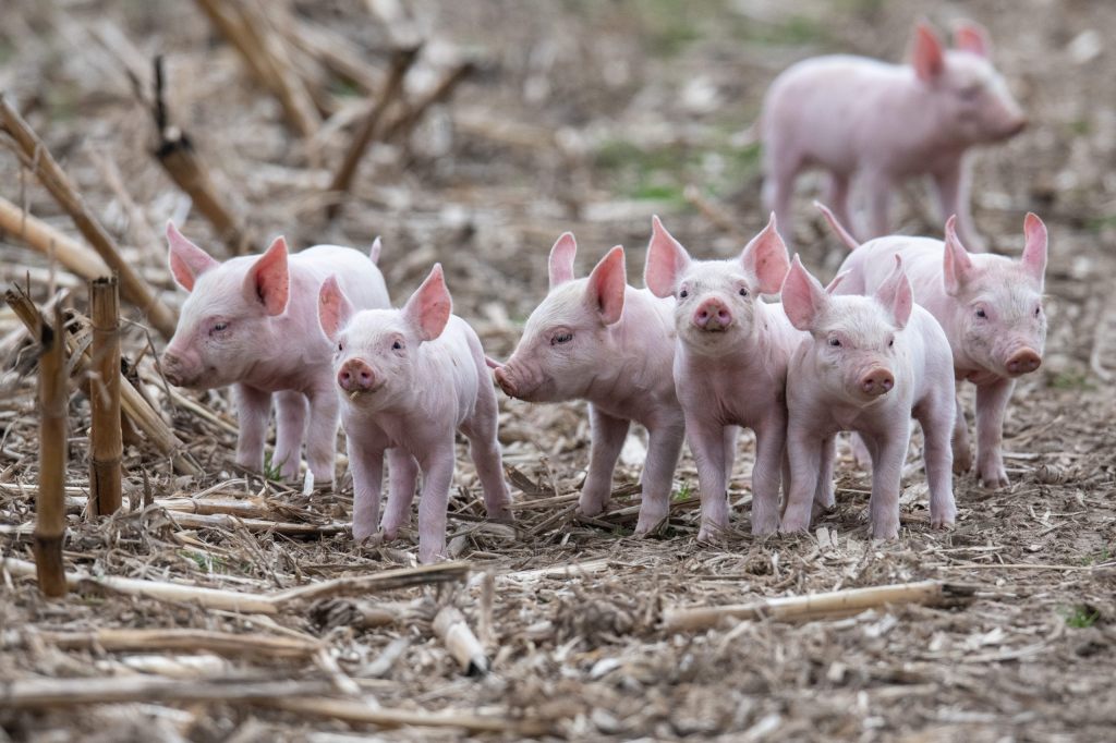 Schweizer Tierschutz setzt künftig auf Transparenz