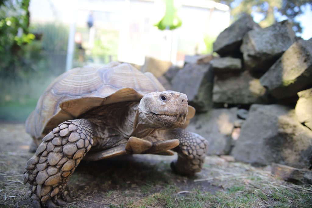 Extrem seltene Schildkröte in Indien entdeckt