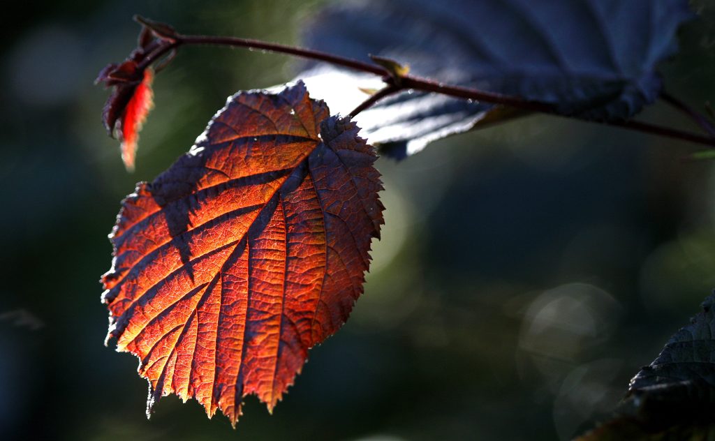 Temperaturen wie sonst im Frühling