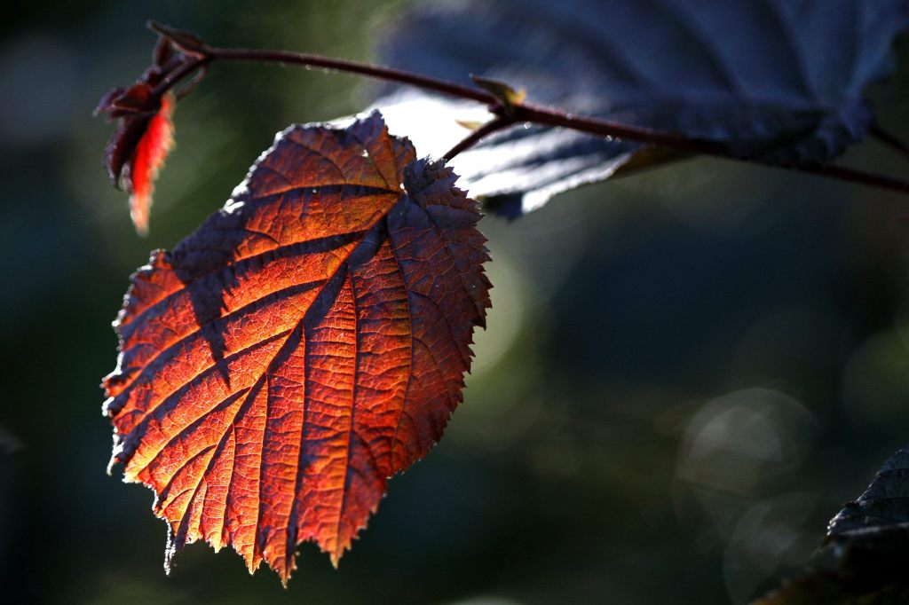 Temperaturen wie sonst im Frühling