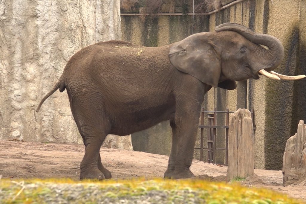 Elefantendame Heri auf dem Weg zur Besserung