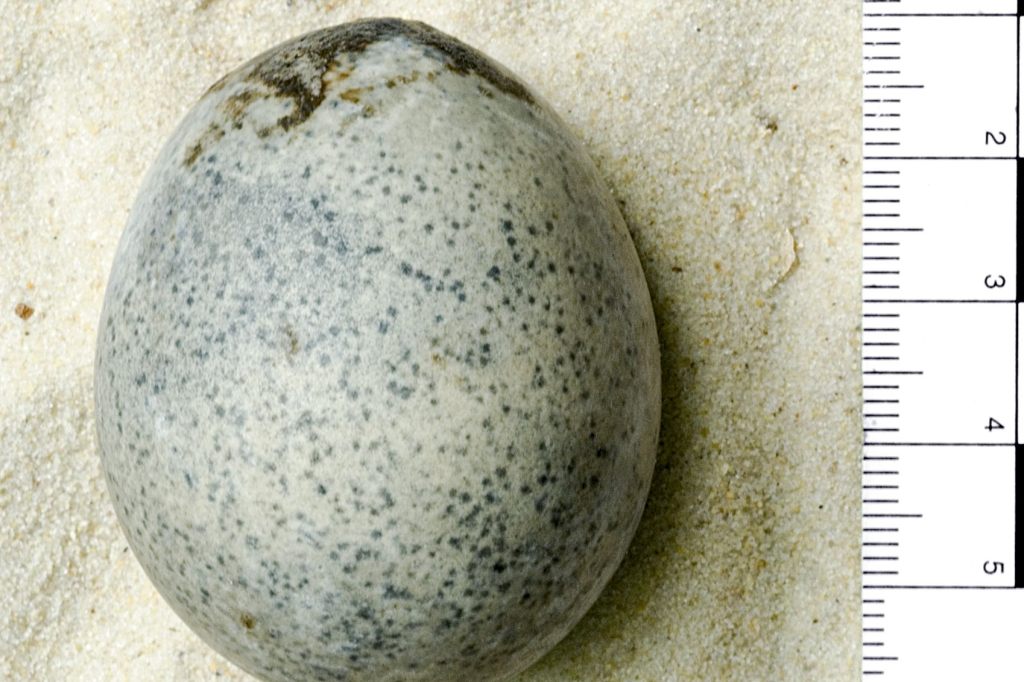 Dieses Ei aus römischer Zeit ist innen immer noch flüssig!