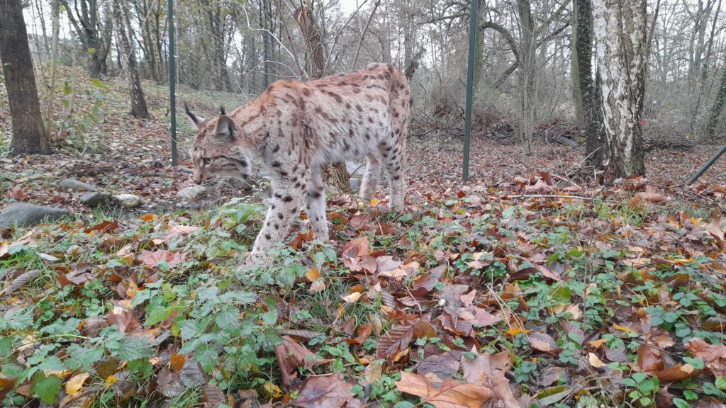 Tierpark trauert um Luchsmädchen Lea