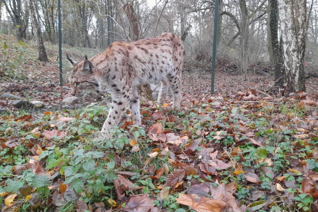 Tierpark trauert um Luchsmädchen Lea