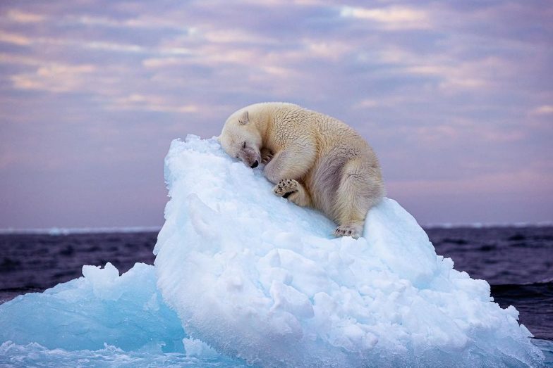 Bild von schlafendem Eisbär gewinnt Londoner Publikumspreis