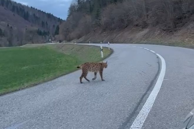 Zwei Luchse bei Büren gesichtet