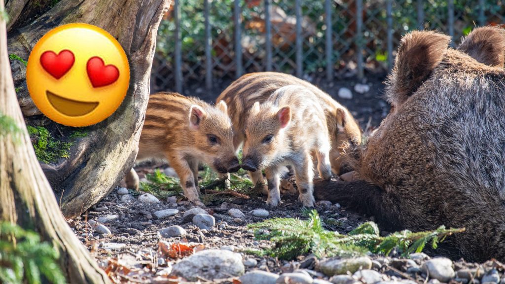 Wildschwein-Gewusel im Basler Zolli